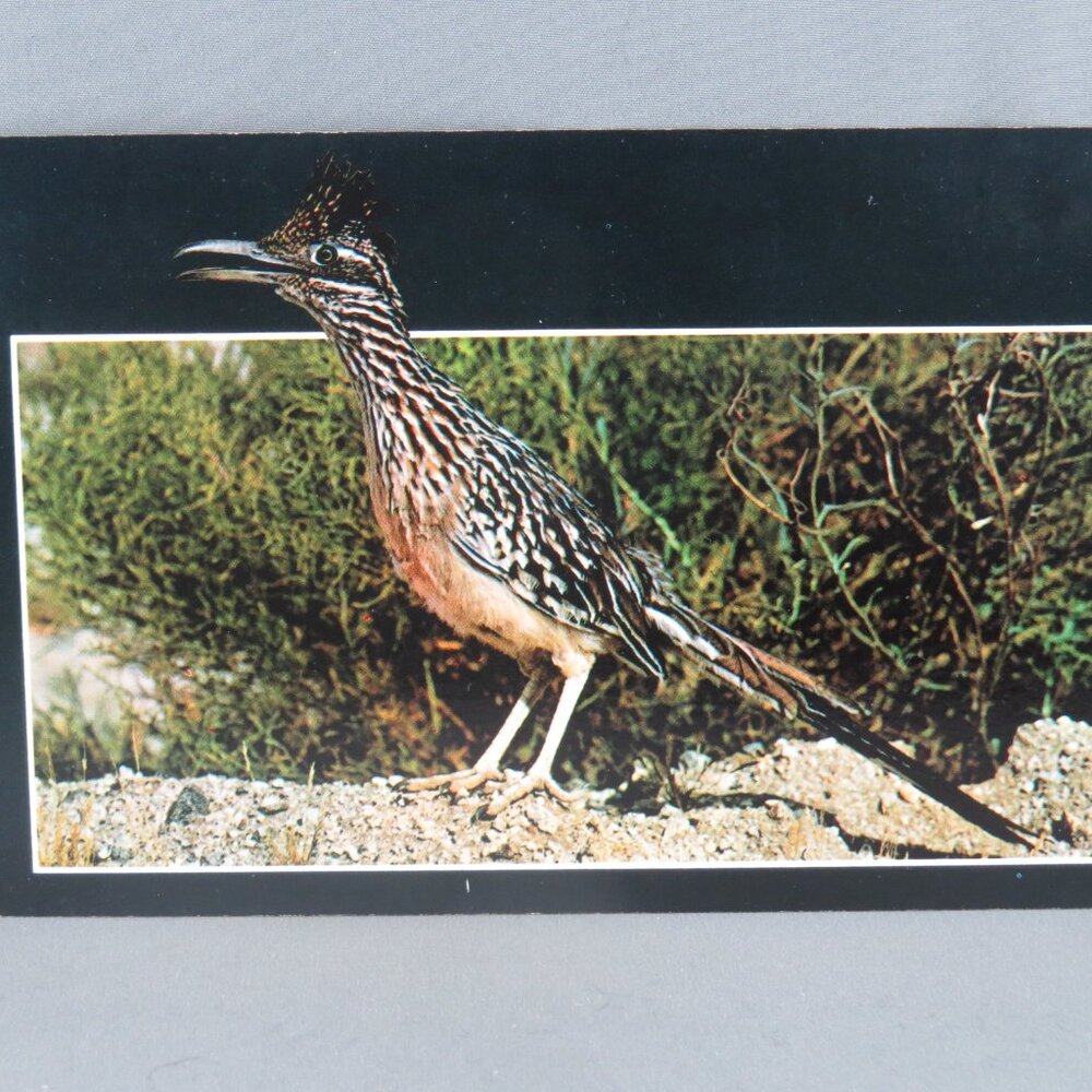 Vintage Postcard - Roadrunner Bird - Petley